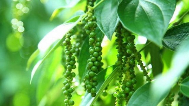Chốt giá hồ tiêu hôm nay 3/6/2026: Giảm mạnh chỉ còn 136.000 đồng/kg