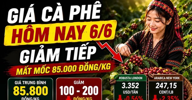 Giá cà phê hôm nay 6/6: Arabica lao dốc