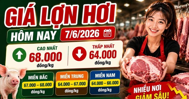 Giá lợn hơi hôm nay 7/6: Chênh lệch 4.000 đồng/kg giữa các vùng