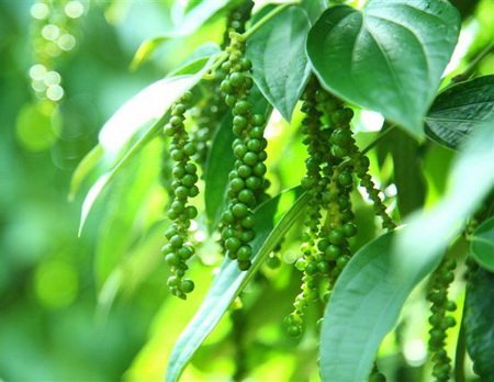 Giá hồ tiêu hôm nay 7.6: đi ngang ở mức 137.000-140.000 đồng/kg