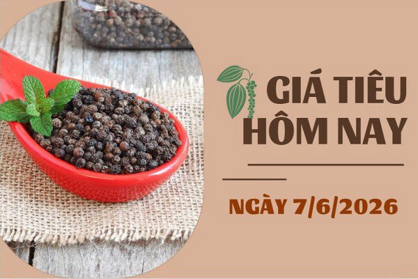 Chốt giá hồ tiêu hôm nay 7/6: Lên đỉnh, các vùng trọng điểm lên 140.000/kg