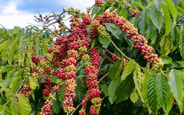Giá cà phê và hồ tiêu ngày 8/6: Đồng loạt giảm liên tiếp tuần thứ 3