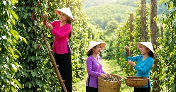Chốt giá hồ tiêu hôm nay 9/6/2026: Đồng loạt tăng
