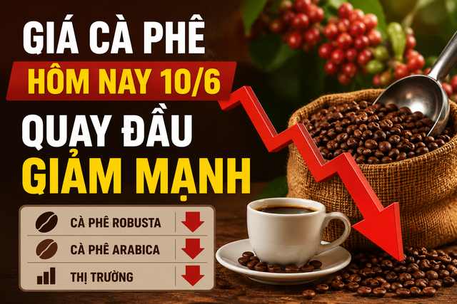 Giá cà phê hôm nay (chiều 10/6): Quay đầu giảm mạnh