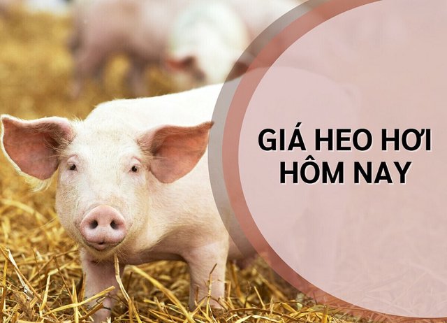 Giá heo hơi hôm nay 17/6/2026: Miền Bắc giữ mức 67.000 - 68.000 đồng/kg