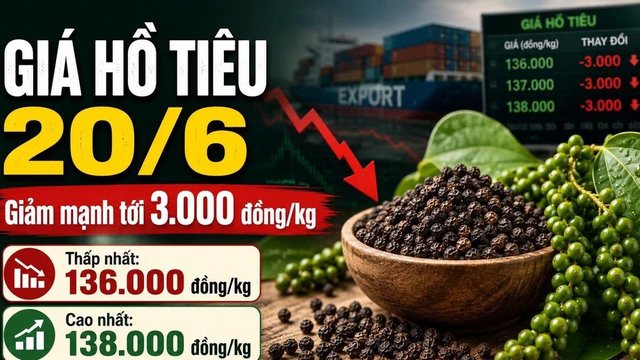 Giá hồ tiêu hôm nay 20/6: Giảm mạnh trên diện rộng