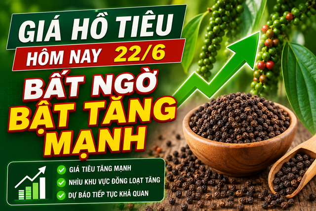 Giá hồ tiêu hôm nay (chiều 22/6): Quay đầu tăng mạnh